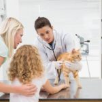 How to Select the Best Vet for Your Pet?