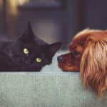 COVID-19 and Planning for Your Pet