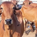 Celebrate February 14 as ‘Cow Hug Day’: Animal Welfare Board of India