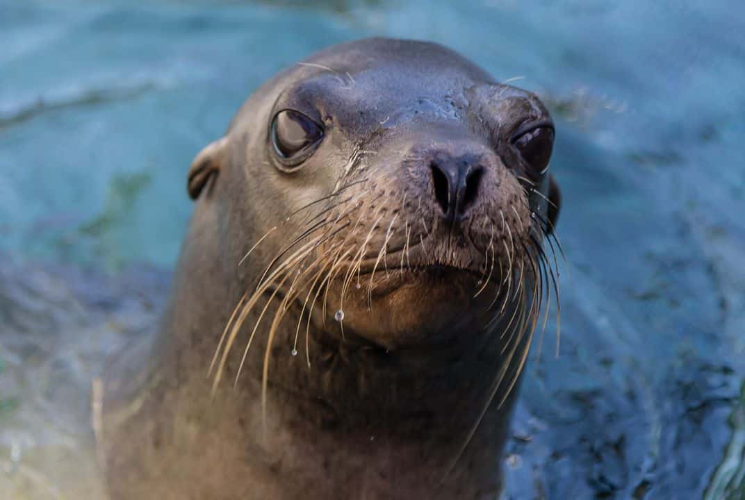 Major Disease Outbreak Strikes California Sea Lions