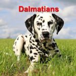 Dalmatians