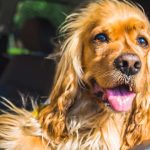 Riding With Dogs — How to Keep Everyone Safe and Sane