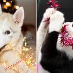 These holiday decorations and treats could pose a threat to pets, veterinarians warn – Best 4 Evers News