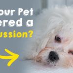 Has your pet suffered a concussion?