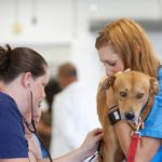 Vet Assistant Programs Nyc