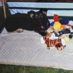 Cool Cherryville Animal Hospital Walnutport Pa 2022