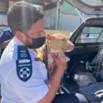 News24.com | SPCA uncovers dog fighting ring allegedly run by minors in Cape Town