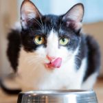 11 Best Cat Foods 2022 | The Strategist