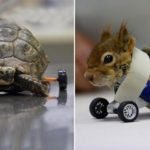 These 14 Photos Show How Animal Amputees Gives Disabled Animals Second Chance In Life