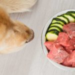 Feeding your dog a raw food diet could be harmful and even life-threatening, according to vets