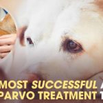 New Life-Saving Treatment Slashes Parvo Mortality Rate and Recovery Times