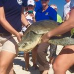 Sea turtle release Saturday morning in Gulfport