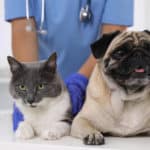 Veterinarian shortages taking a toll on pet owners – CBS Baltimore