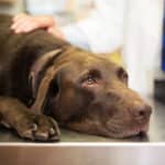 Veterinarians say fears about 'mystery' dog illness may be overblown. Here's why