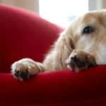 Cases of mystery dog illness reported in 2 more states