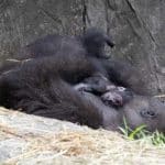 Endangered baby gorilla born 6 days ago at New Orleans zoo has died