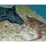 Comment on Neonatal isoerythrolysis: When mare’s milk can kill by Sandra knight