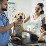 Find A Hong Kong Vet For Your Dogs, Cats And Furry Friends