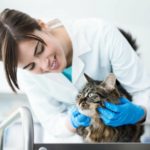 How To Become A Vet Technologist – vidika90