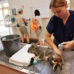 How To Become A Zoo Vet Tech