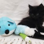 Seven-week-old kitten recovering after being thrown from moving vehicle: B.C. SPCA