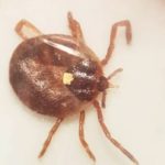 Another tick that causes meat allergy spotted in Canada