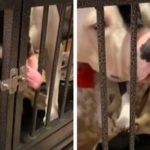 Clever Dog Uses His Tongue To Break Out Of His Kennel