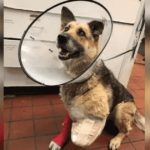 Starving Dog Tied Up With No Food Or Water Chews Off Her Own Leg