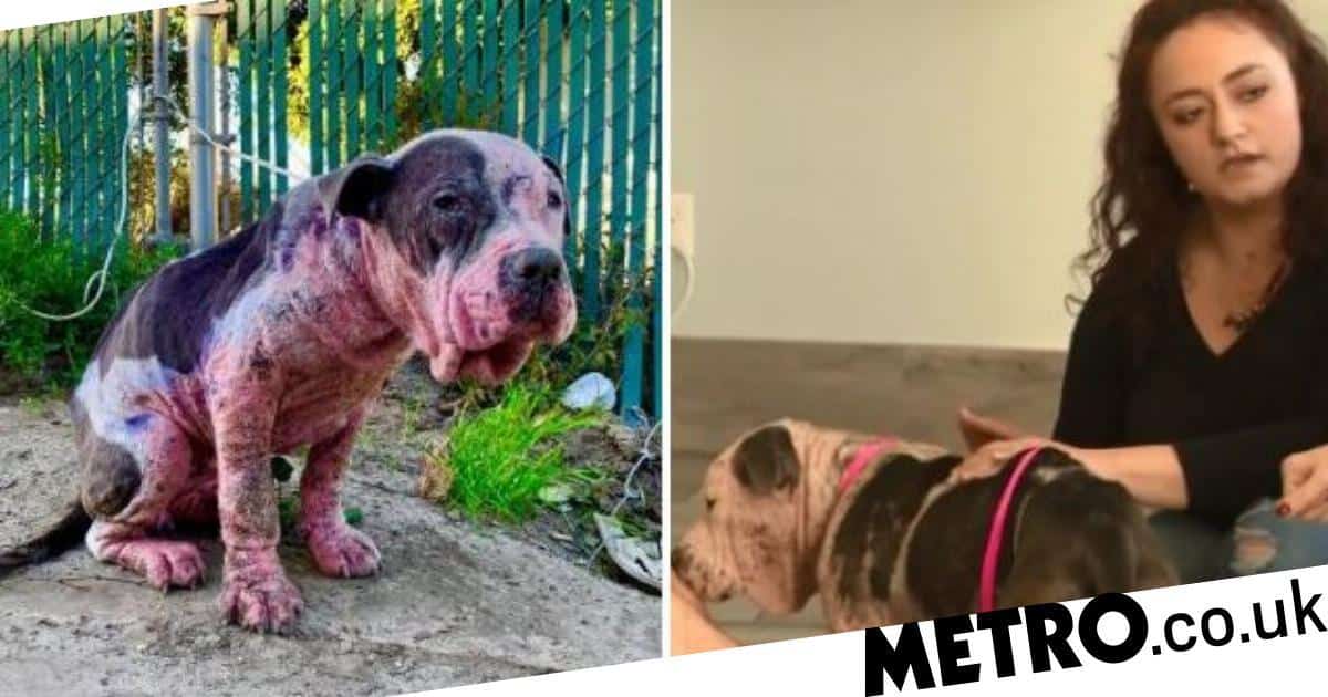 Gangsters tried to hang this poor puppy in sick initiation ritual