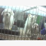 Dead, Sick Puppies Found In GA Pet Stores: Humane Society Report | Buford, GA