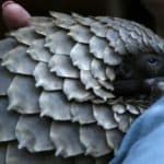 Pioneering Veterinary Medicine for Africa’s Enigmatic Pangolins