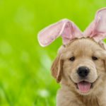 Easter: What you should know about letting your dogs eat chocolate eggs | The Independent