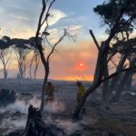 60 hours on Kangaroo Island: A reporter's diary documenting wildlife destruction